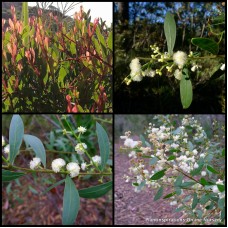 Acacia Myrtle Wattle x 1 Plants Native Shrubs Yellow Cream Flowering Hedging Screening Hardy Drought Resistant Bush myrtifolia